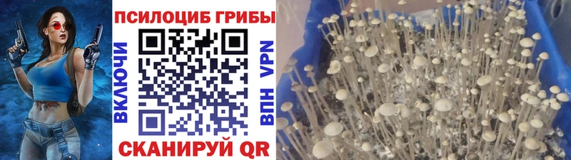 МЕГА как зайти  Бронницы  Галлюциногенные грибы Psilocybe 